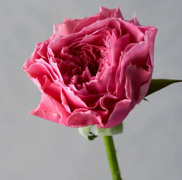 Lchika Roses丨Your roses