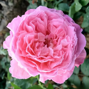 Lchika Rose丨Your roses