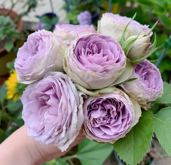 Lilac Classic Roses丨Your roses