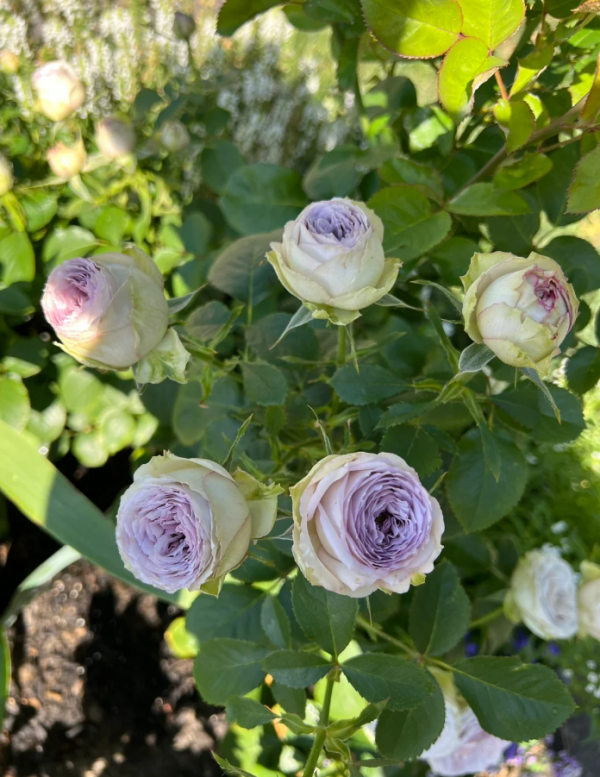 Lilac Classic Rose Plant丨Your roses