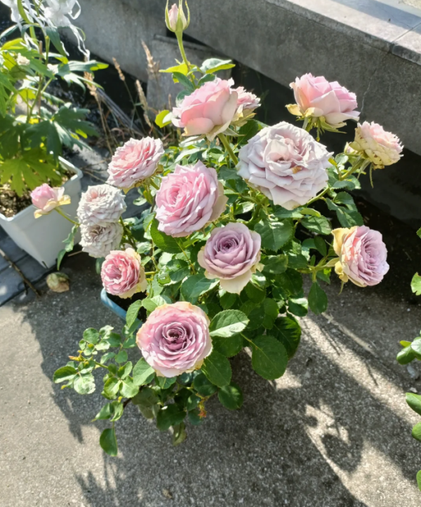 Rose Lilac Classic丨Your roses