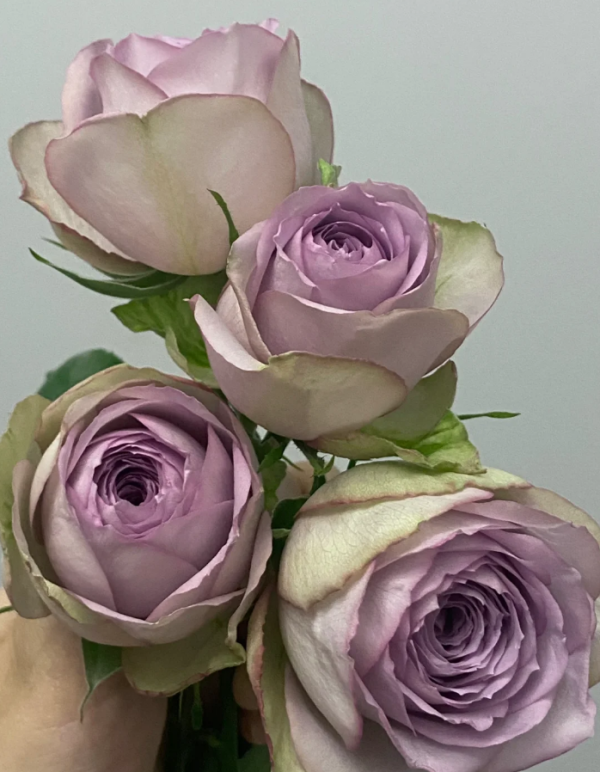 Lilac Classic Rose bush丨Your roses