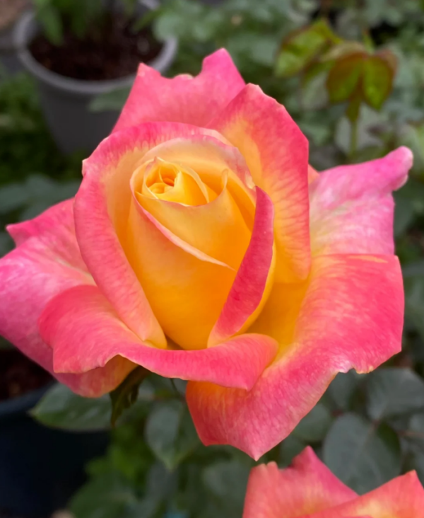 Love and Peace Roses丨Your roses