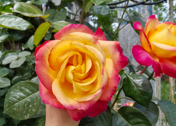 Love and Peace Rose Plant丨Your roses