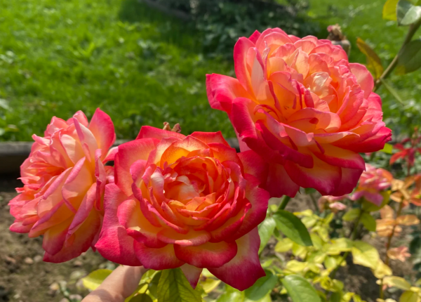 Rose Love and Peace丨Your roses