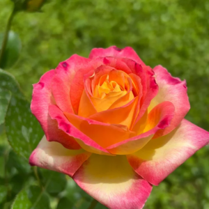 Love and Peace Rose丨Your roses