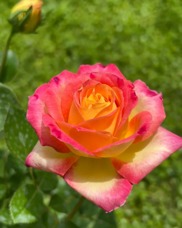 Love and Peace Rose丨Your roses