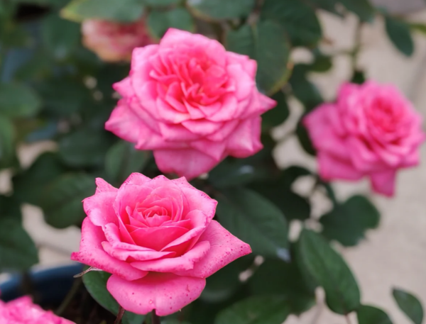 Maggiore Forever Rose for sale丨Your roses