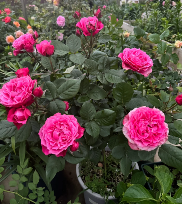Maggiore Forever Rose plant丨Your roses