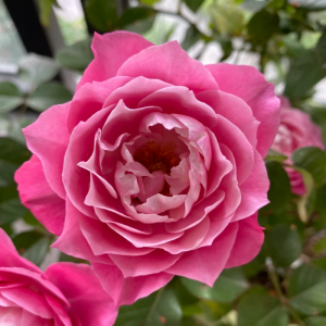 Maggiore Forever Rose丨Your roses