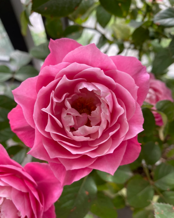 Maggiore Forever Rose丨Your roses