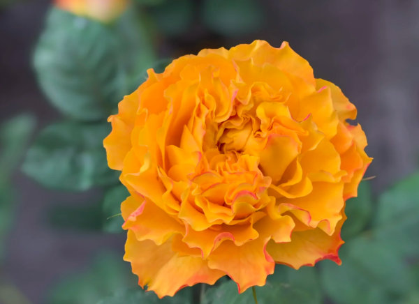 Mango Lieber Roses丨Your roses