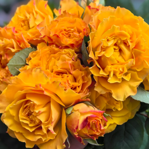 Mango Lieber Rose丨Your roses