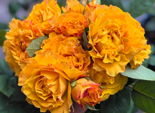 Mango Lieber Rose丨Your roses