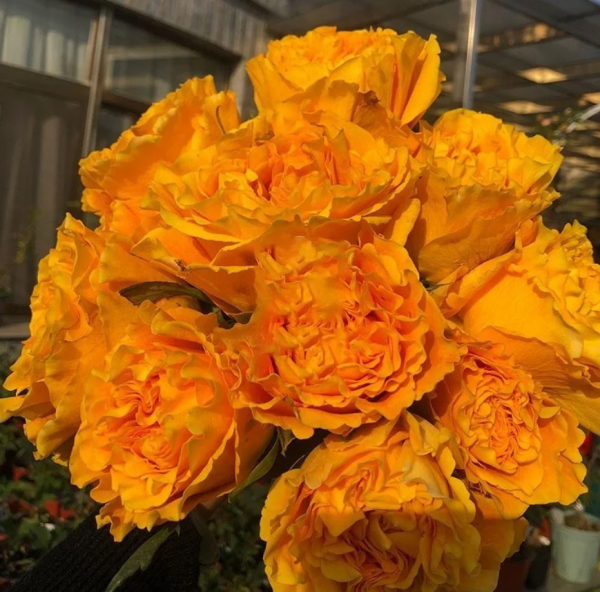 Mango Lieber Rose Plant丨Your roses
