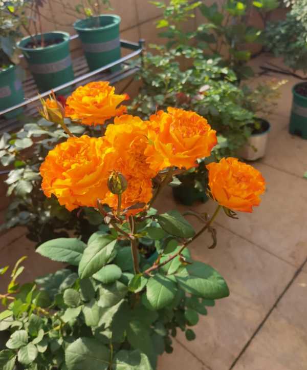 Mango Lieber Rose for sale丨Your roses
