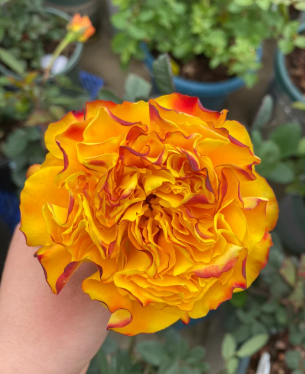 Mango Lieber Rose 2Gal - Image 5