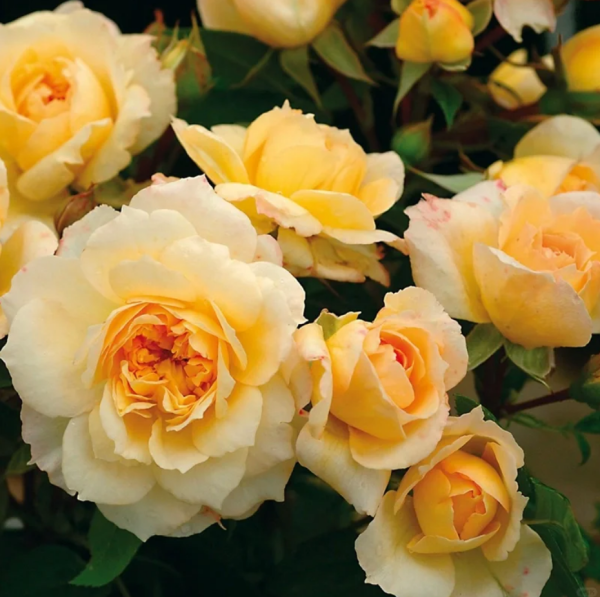 Marc-Antoine Charpentier Rose丨Your roses