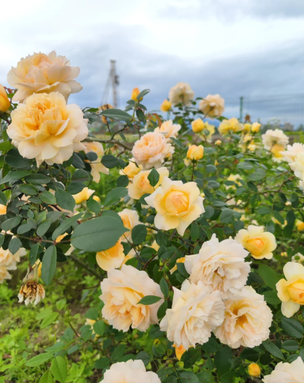 MASmacha Rose plant丨Your roses