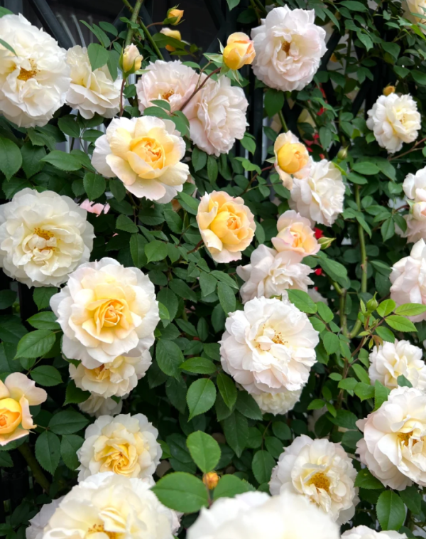 Marc-Antoine Charpentier Rose plant丨Your roses