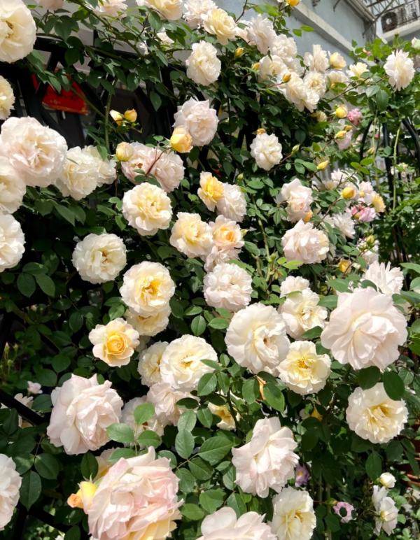MASmacha Rose丨Your roses