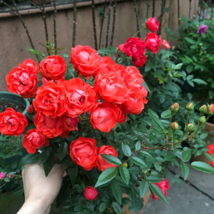 Margo Koster Rose丨Your roses