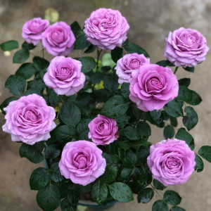 Mercury king terrazza Rose丨Your roses