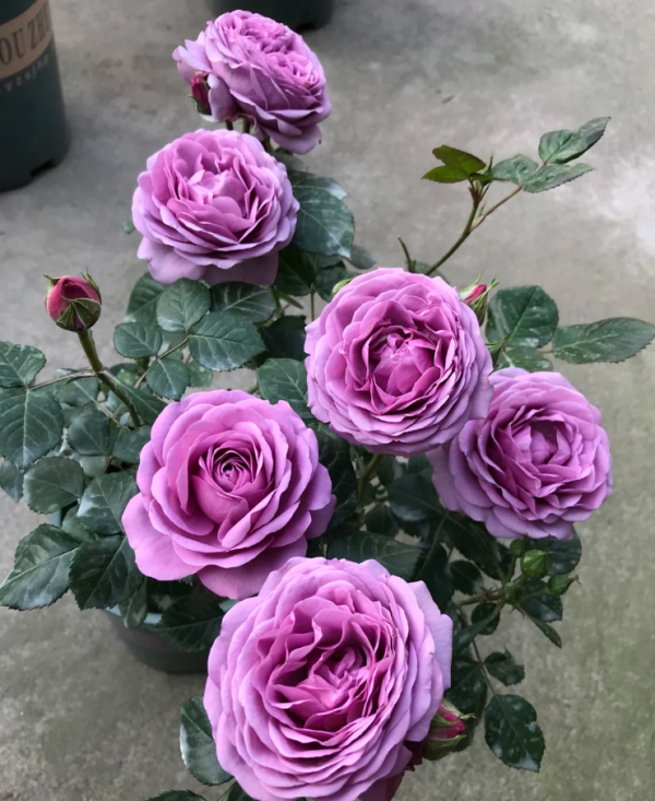 Mercury king terrazza Rose bush丨Your roses