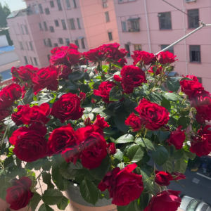 Meteor King Terrazza Rose丨Your roses