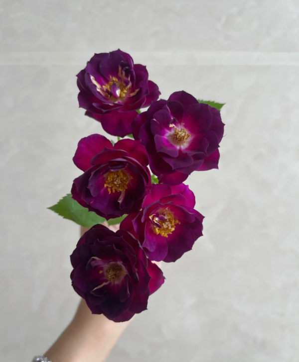 Midnight Blue Roses丨Your roses