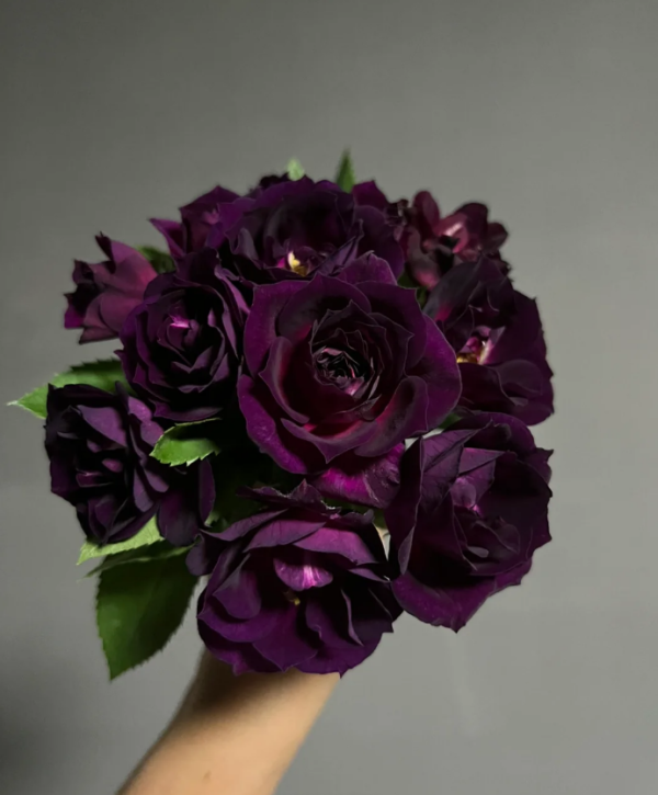 Midnight Blue Rose Plant 丨Your roses