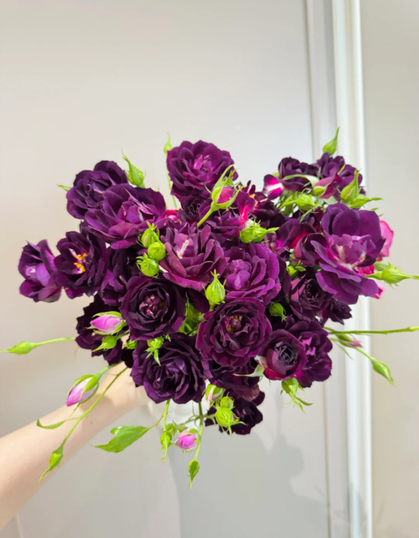 rosa midnight blue 丨Your roses