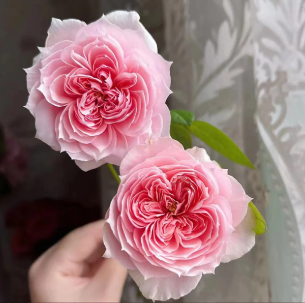 Mikoto Rose丨Your roses