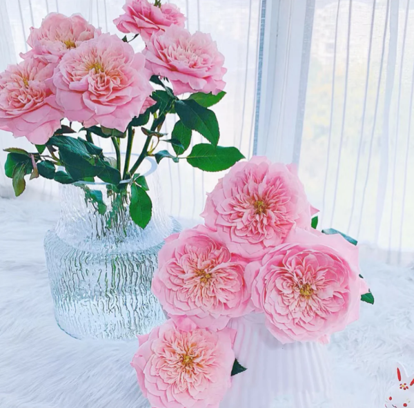 Mikoto Rose for sale丨Your roses