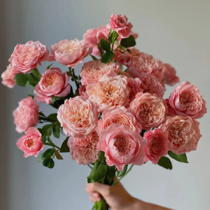 Mikoto Rose丨Your roses