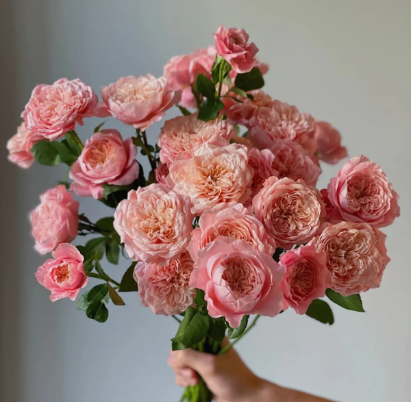 Mikoto Rose丨Your roses