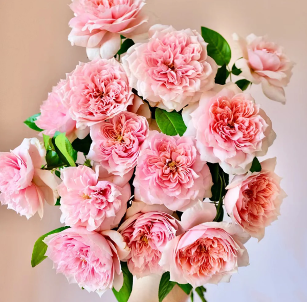 Mikoto Roses丨Your roses