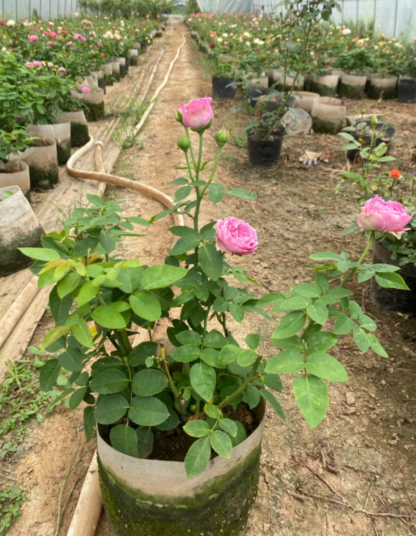 Misty Bubbles Roses丨Your roses