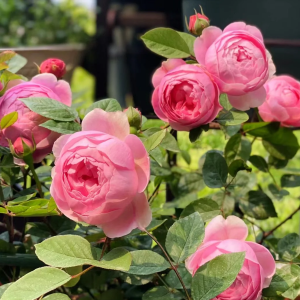 Momoka Rose丨Your roses