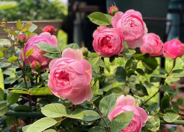 Momoka Rose丨Your roses