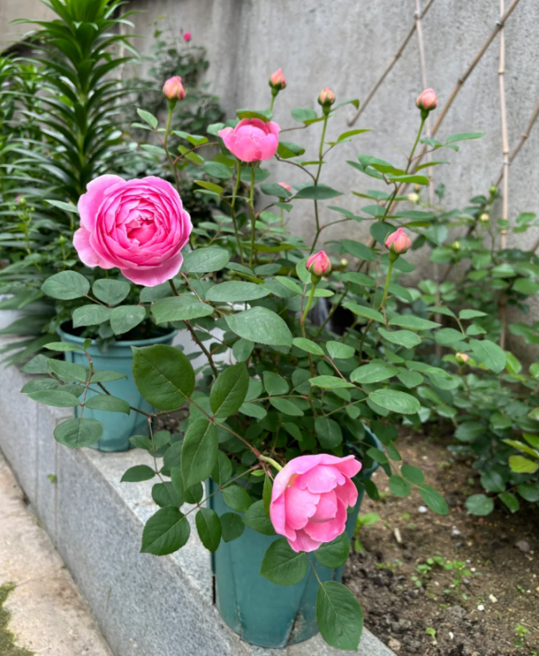 Momoka Rose plant for sale丨Your roses