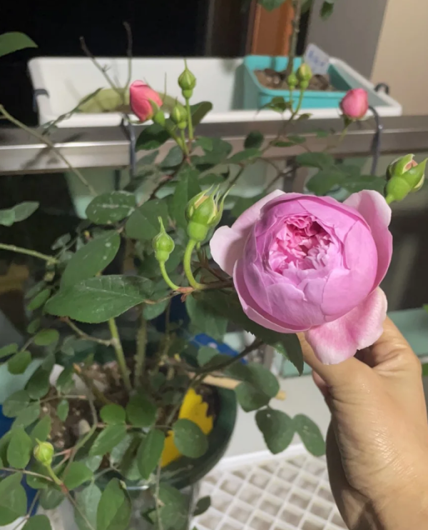 Momoka Roses丨Your roses