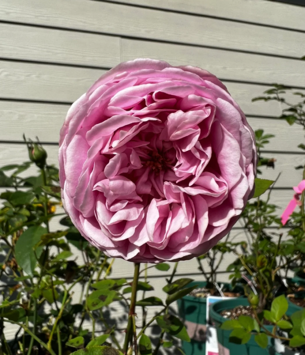 Momoka Rose Plant丨Your roses