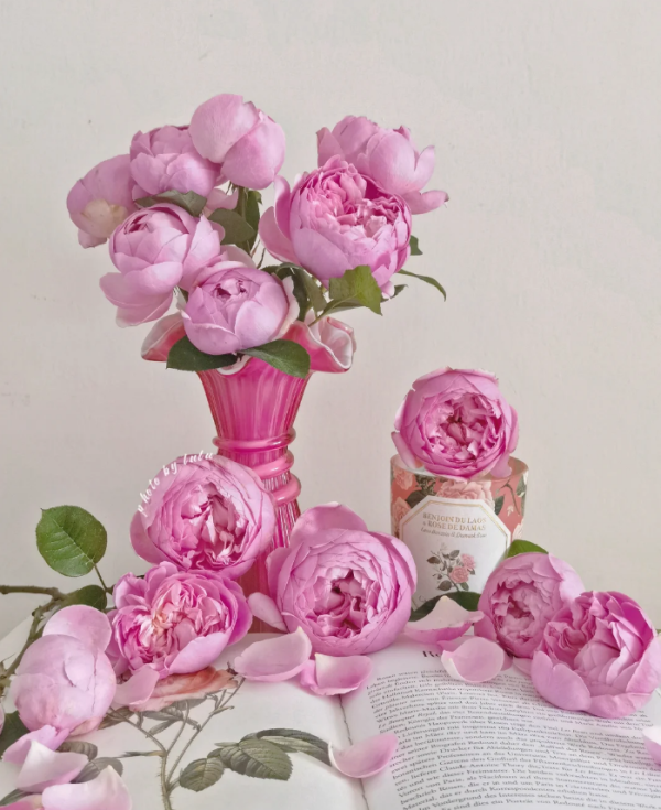 Momoka Rose for sale丨Your roses