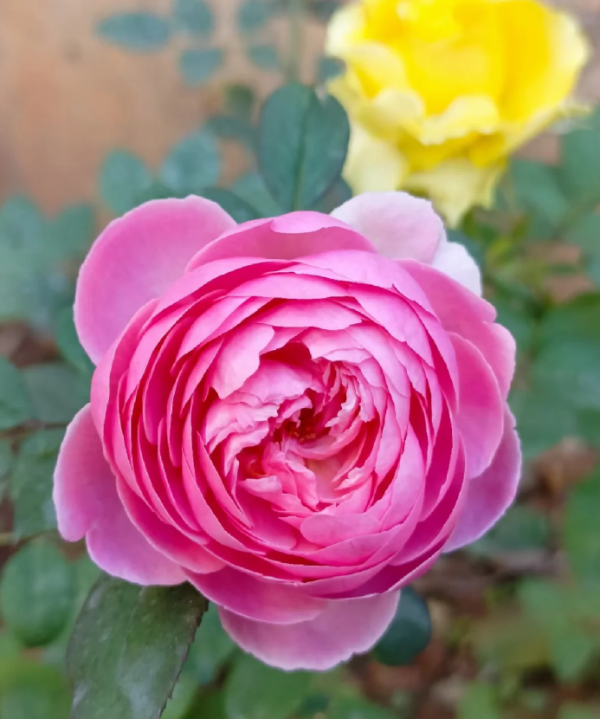 Rose Momoka丨Your roses