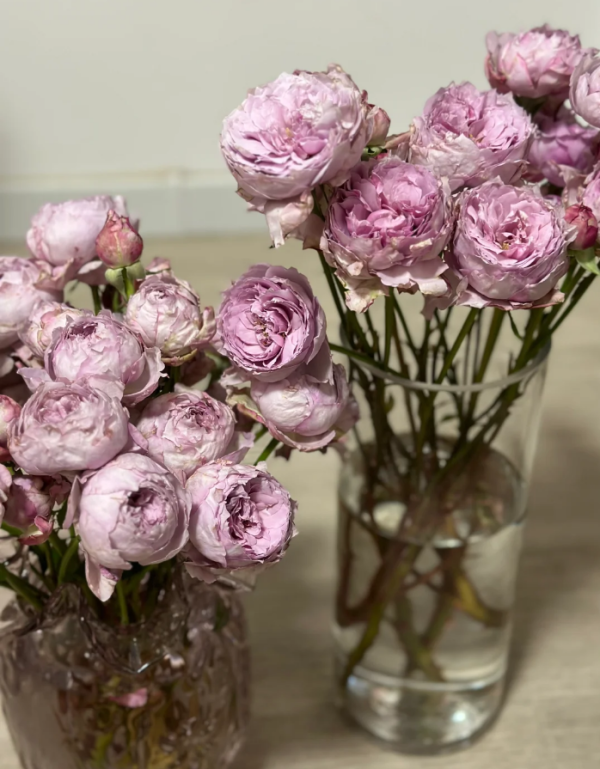 Monarome Rose丨Your roses