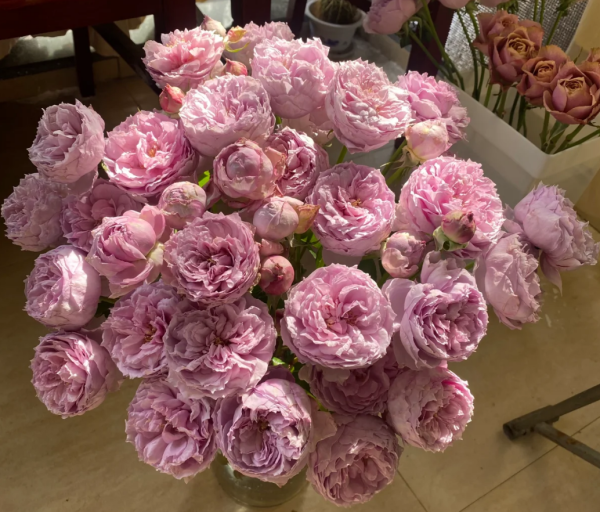 Monarome Rose丨Your roses