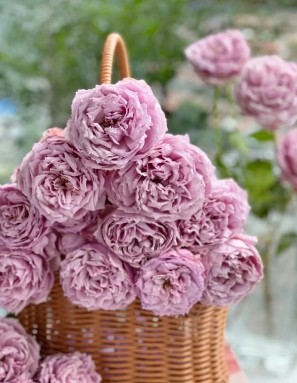 Monarome Rose plant丨Your roses
