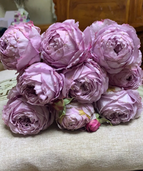 Monarome Rose for sale丨Your roses