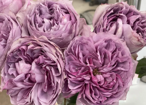 Monarome Roses丨Your roses